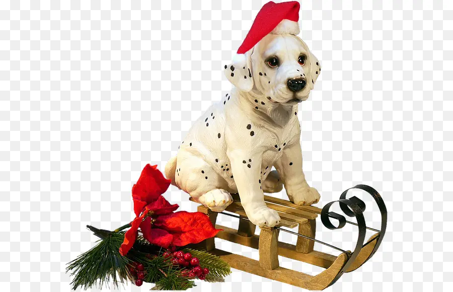 Perro Samoyedo，La Navidad PNG