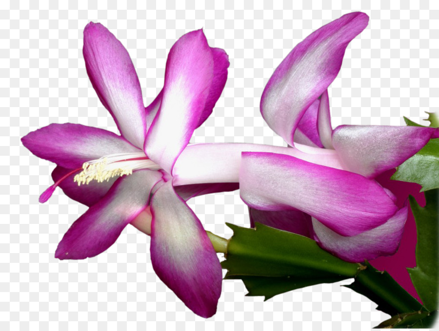 Schlumbergera Truncata，Cactaceae PNG