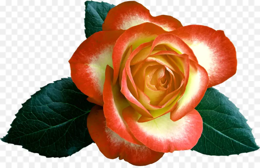 Rosas De Jardín，Rosa De Repollo PNG