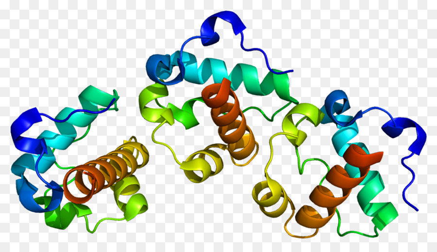 Estructura De La Proteína，Molécula PNG