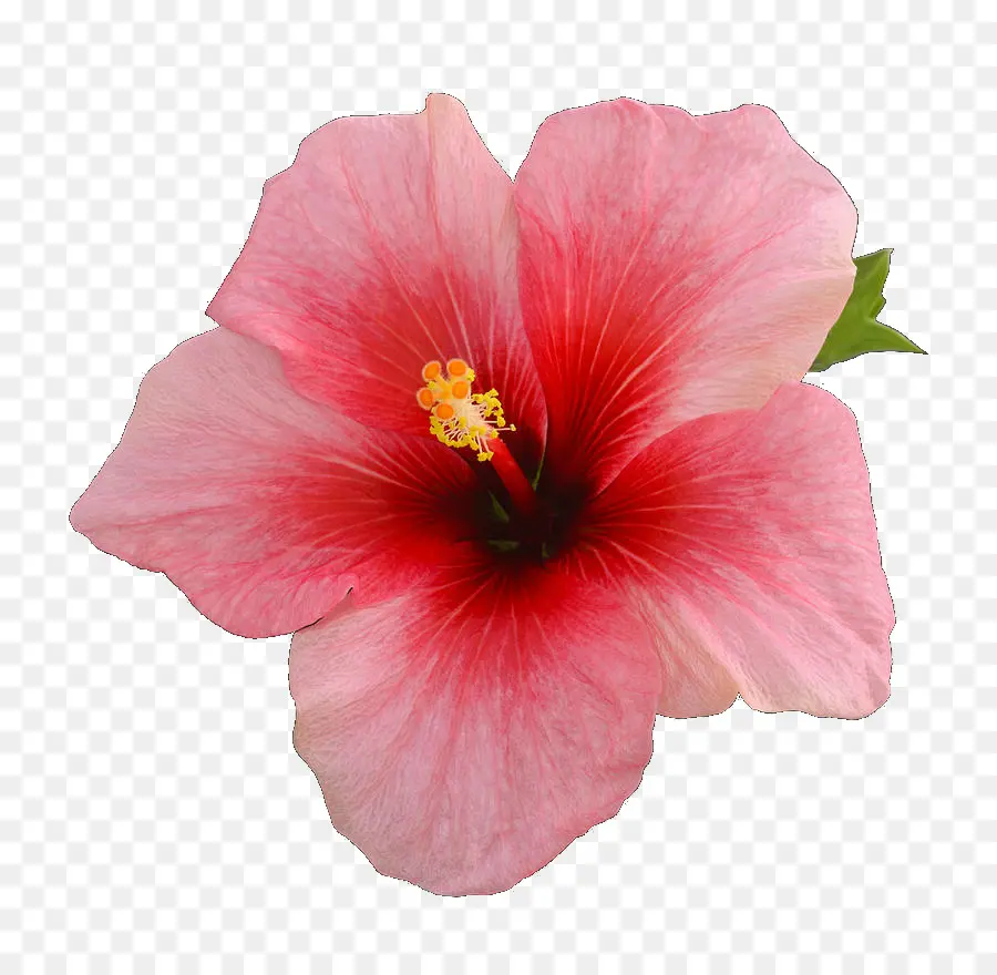 Flor De Hibisco，Pétalos PNG