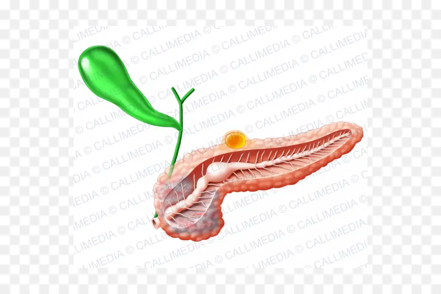 Páncreas Y Vesícula Biliar，Sistema Digestivo PNG