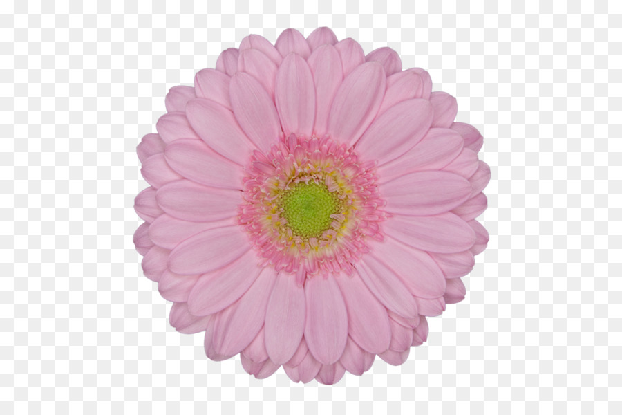 Flor，Rosa PNG