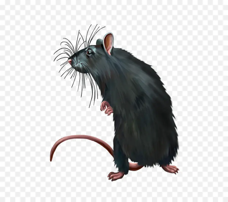 Ratón，Rata Negra PNG
