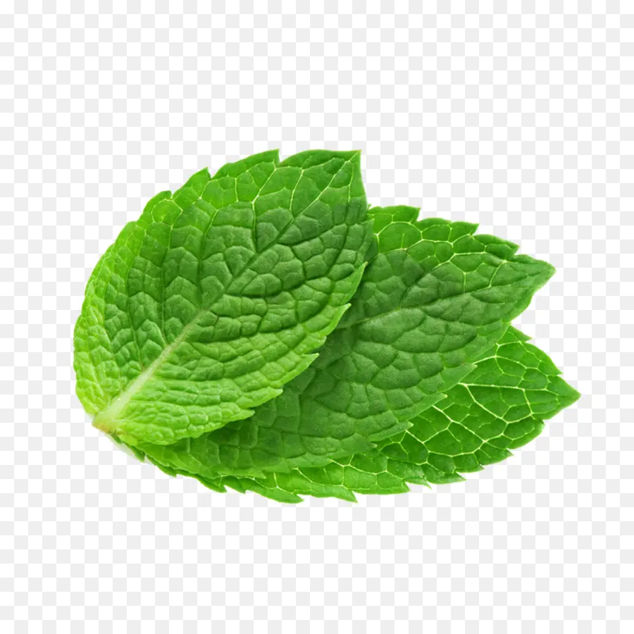 Hojas De Menta Verde，Hierba PNG