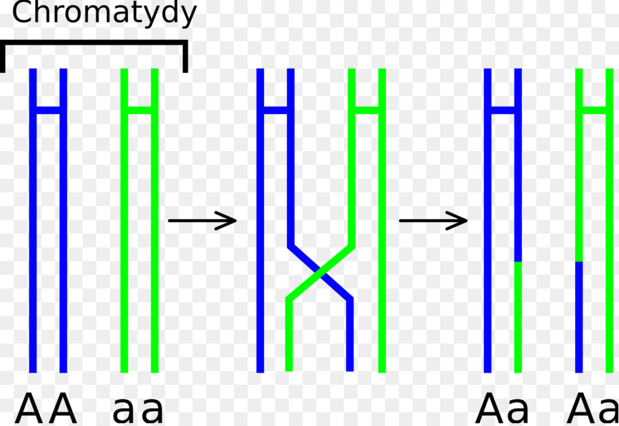 Cromosómicas Crossover，La Meiosis PNG