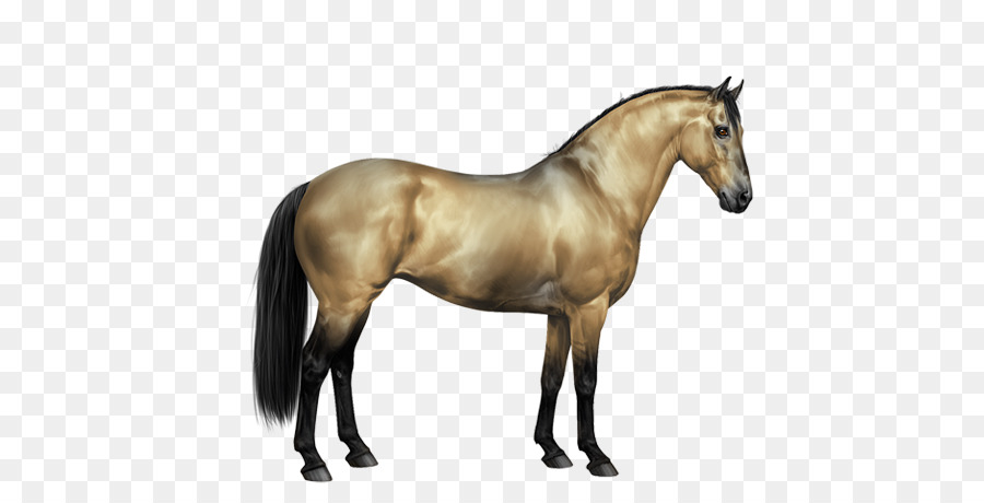 Appaloosa，Howrse PNG