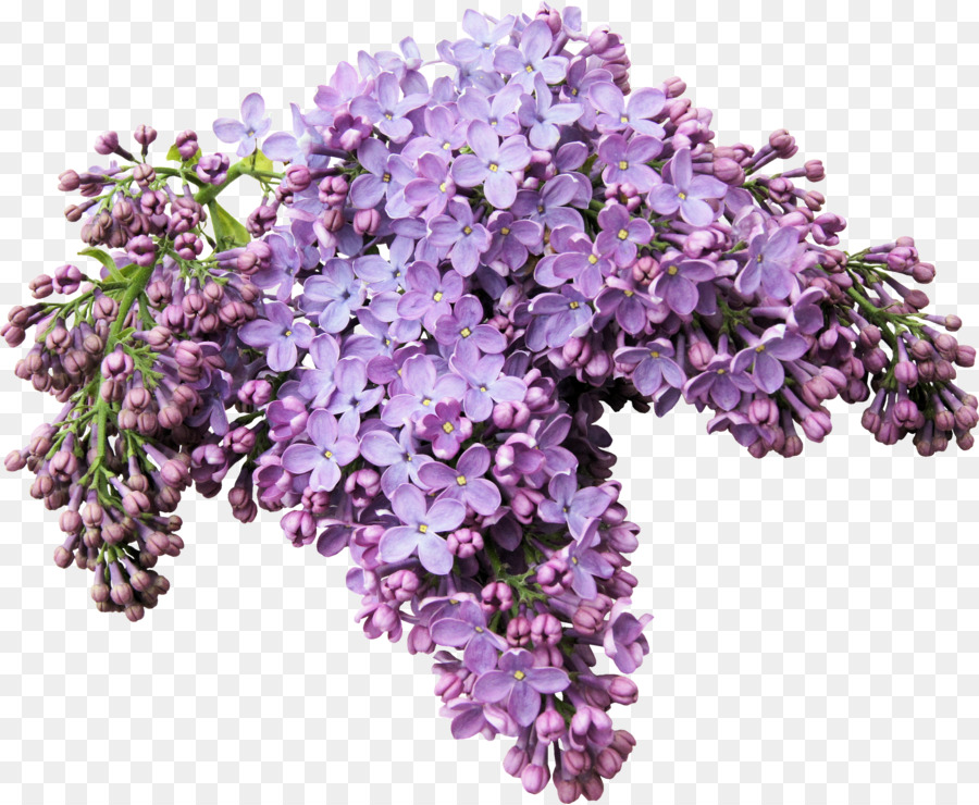 Flores Moradas，Lila PNG