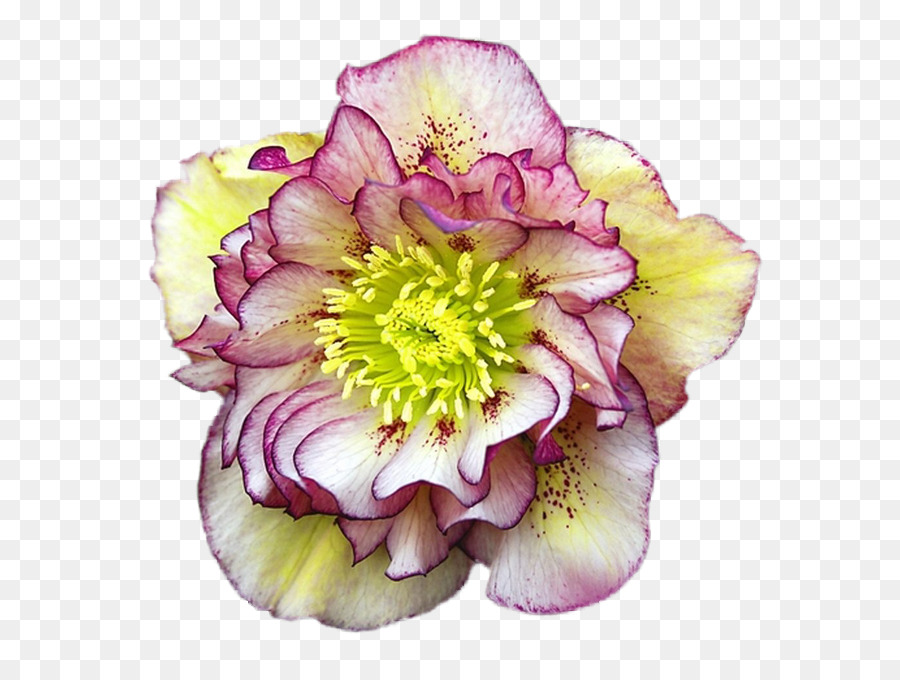 Helleborus Orientalis，Jardín De La Cabaña PNG