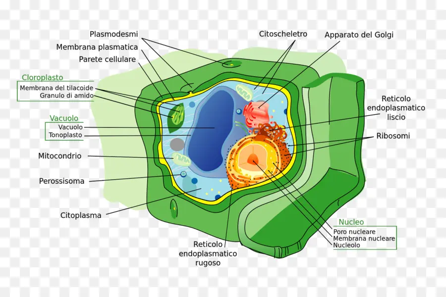 Célula De La Planta，Planta PNG