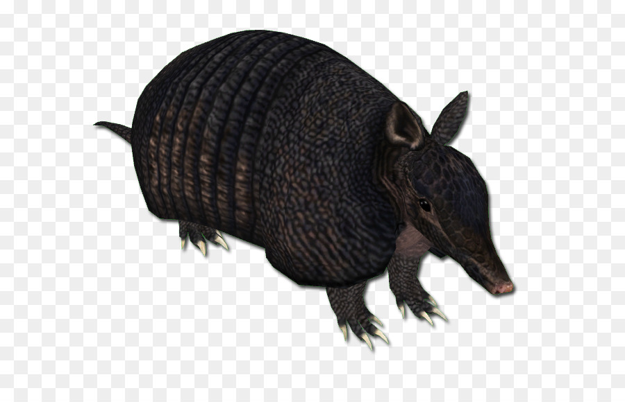 Armadillo，Pecarí PNG