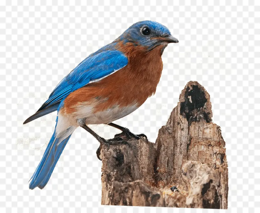 Aves，Occidental Bluebird PNG