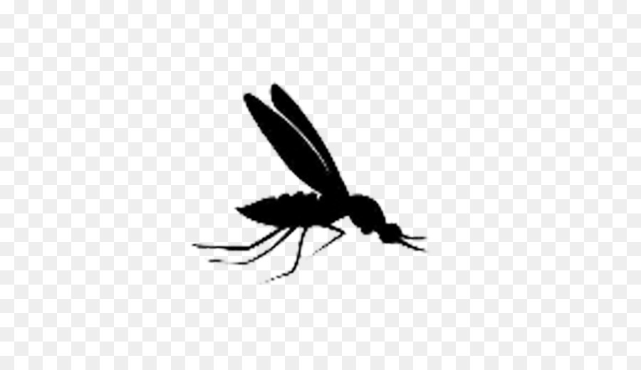 Mosquito，Insecto PNG