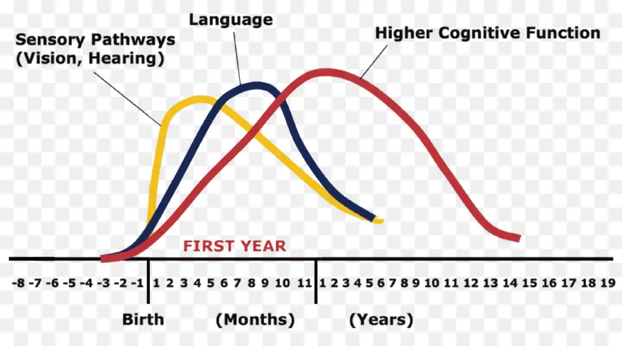 Gráfico De Desarrollo，Función Cognitiva PNG