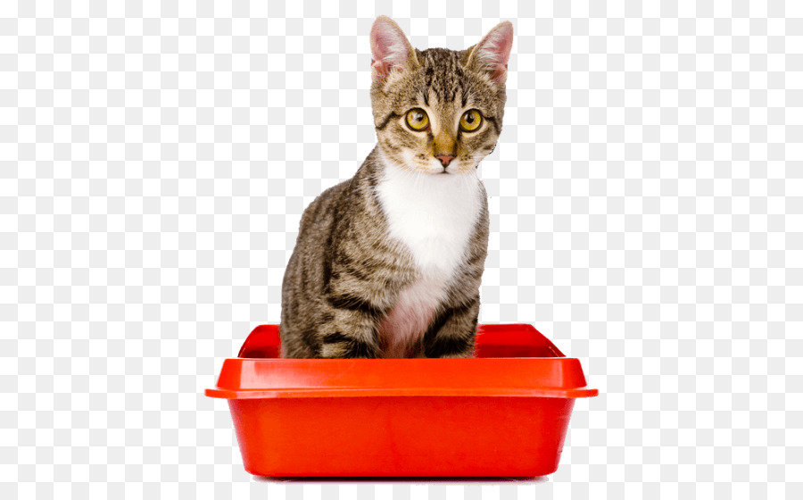 Gatito，La Arena De Gato Bandejas PNG