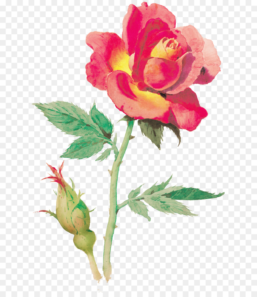 Rosas De Jardín，Rosa De Repollo PNG