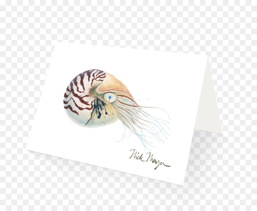 Nautilidae，Nautilo PNG