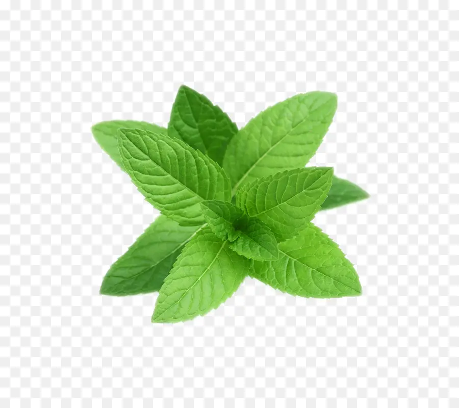 Té，Menta PNG