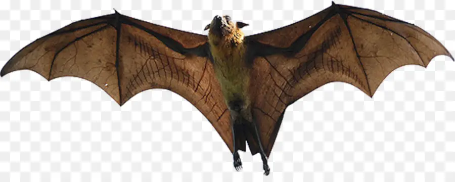 El Gigante De Goldencrowned Zorro Volador，Gran Zorro Volador PNG