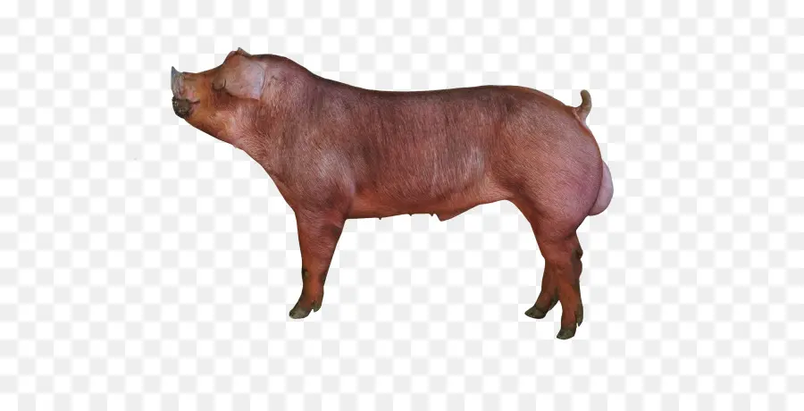 De Cerdo Duroc，Piétrain PNG