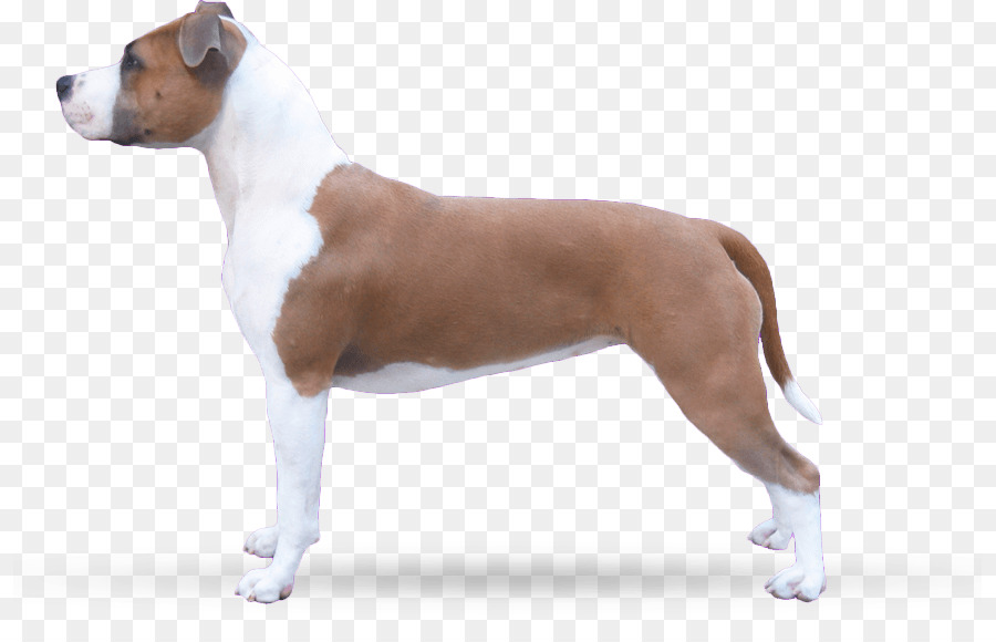 American Staffordshire Terrier，Raza De Perro PNG