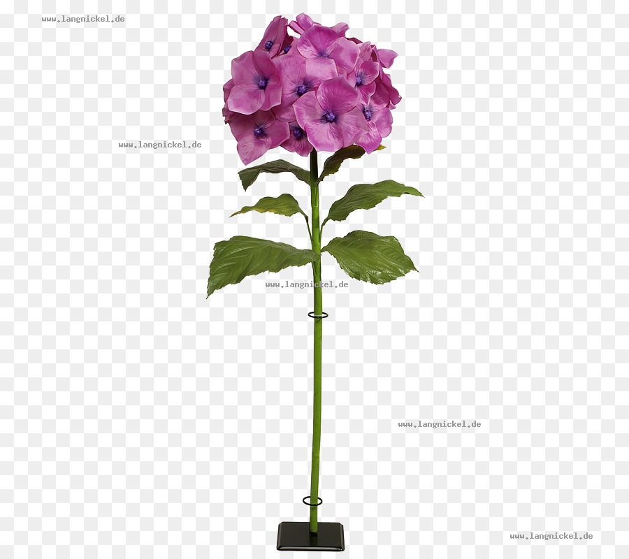 Hortensia，Las Flores Cortadas PNG