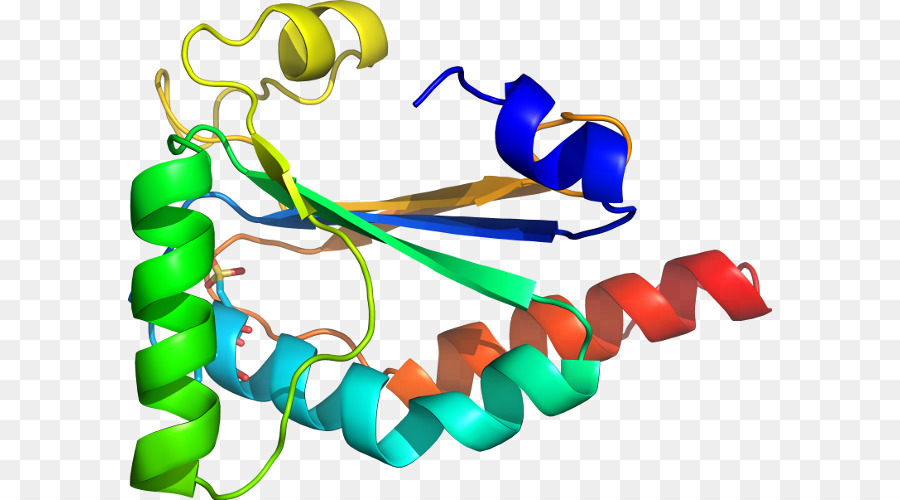 Estructura De La Proteína，Molécula PNG