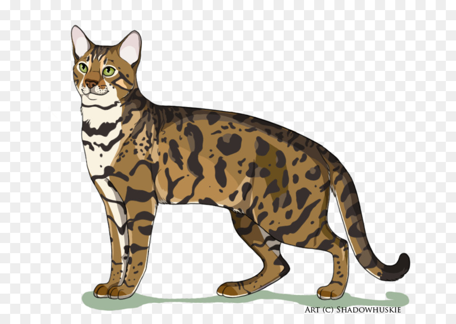 Gato De Bengala，California Spangled PNG