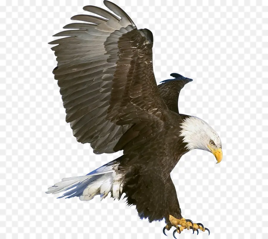 águila En Vuelo，águila PNG
