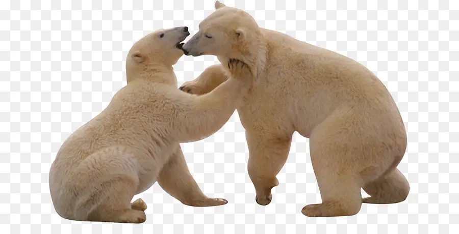 Oso Polar，Oso Polar Oso Polar ¿qué Corazón PNG