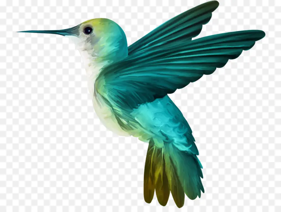 Colibrí，Aves PNG