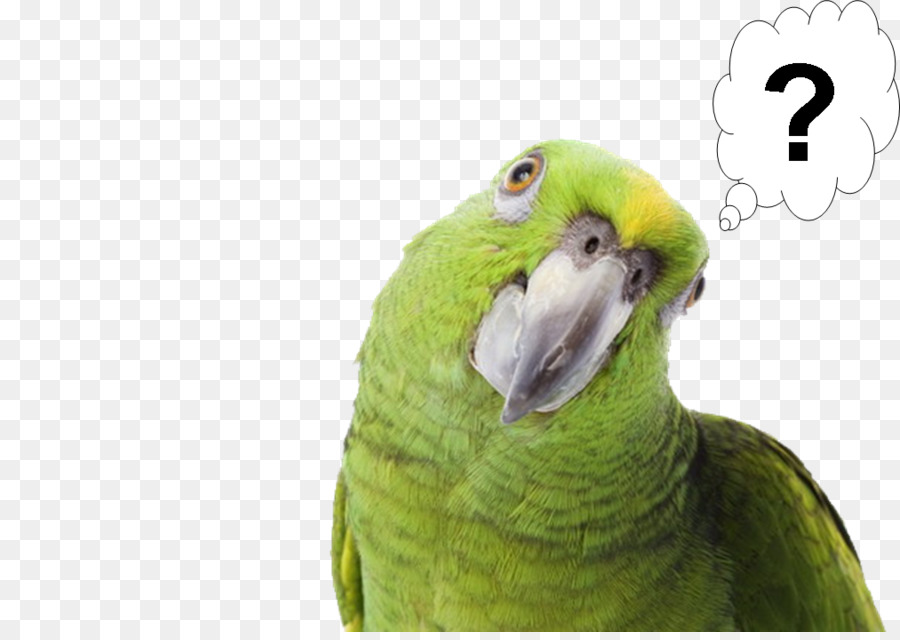 Loro，Aves PNG