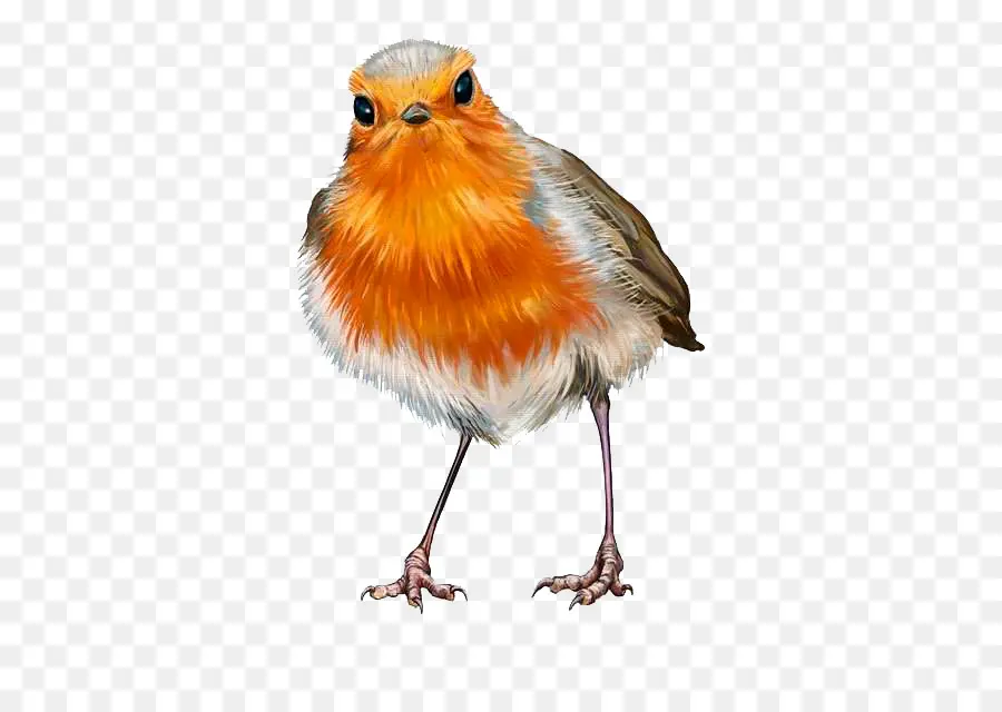 Europea Robin，Pintura PNG