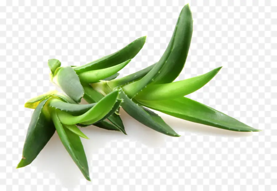 Aloe Vera，El Aceite De Neem PNG