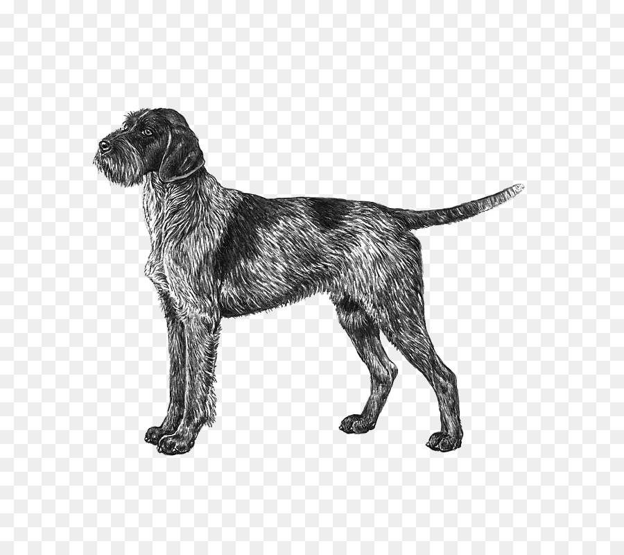 Wirehaired Pointing Griffon，Cesky Fousek PNG