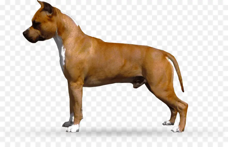 American Staffordshire Terrier，American Pit Bull Terrier PNG