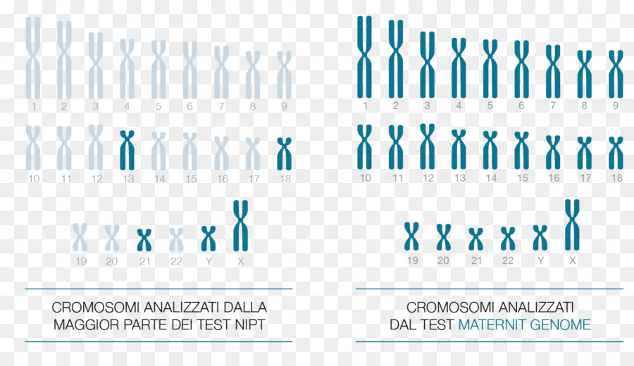 Cromosoma，Genoma PNG