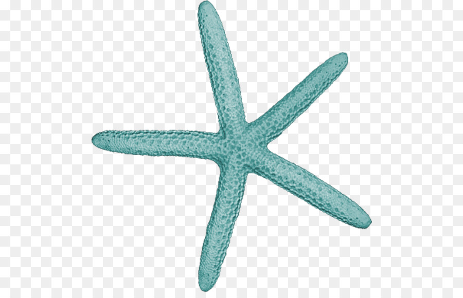 Estrella De Mar，Océano PNG