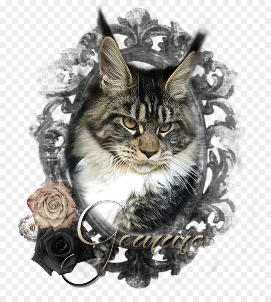 Maine Coon，Bigotes PNG