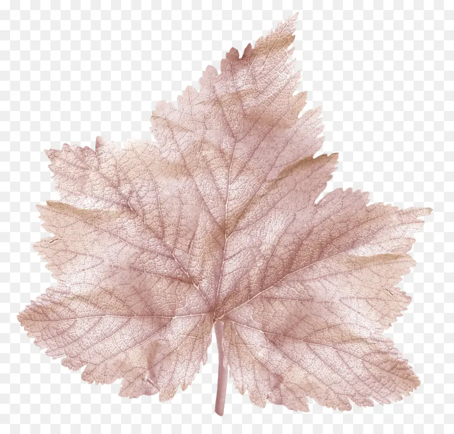 Leaf， PNG