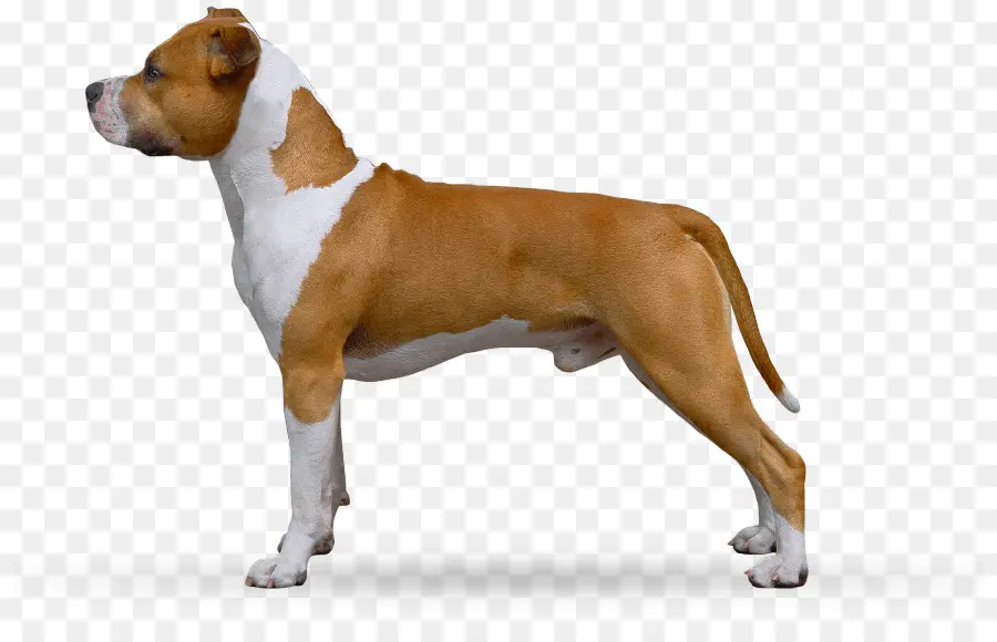 American Staffordshire Terrier，Raza De Perro PNG