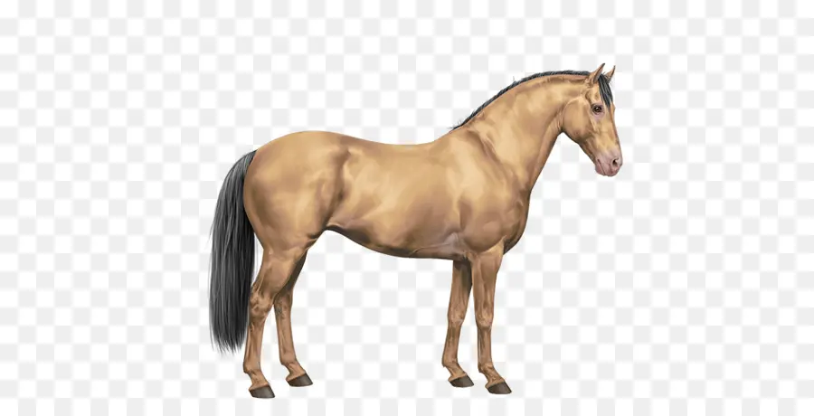 Mustang，Mane PNG