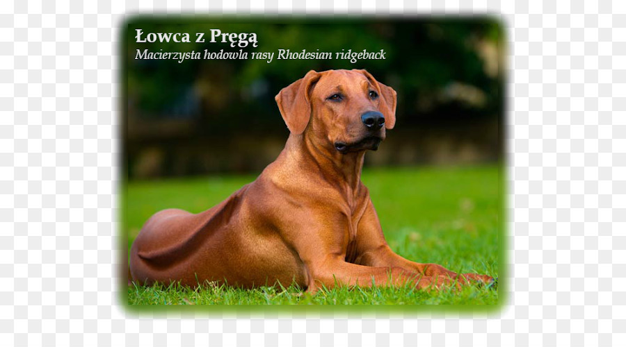 Ridgeback Ridgeback，Cachorro PNG