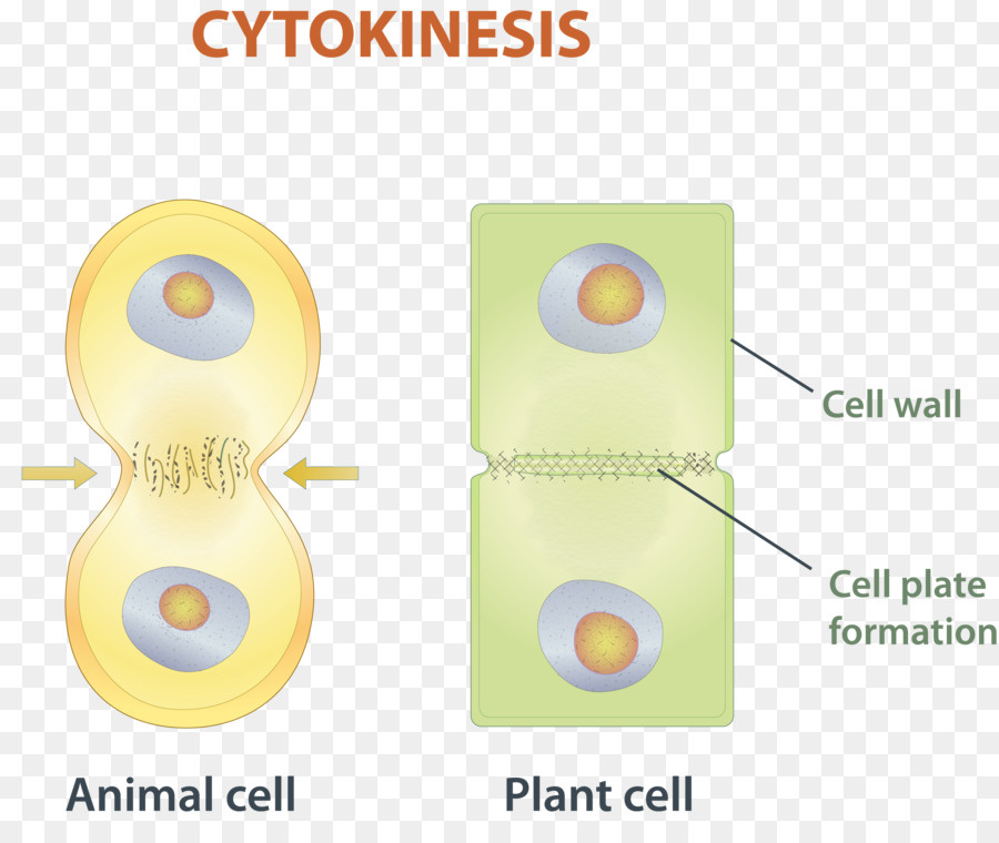 La Mitosis，La Citocinesis PNG