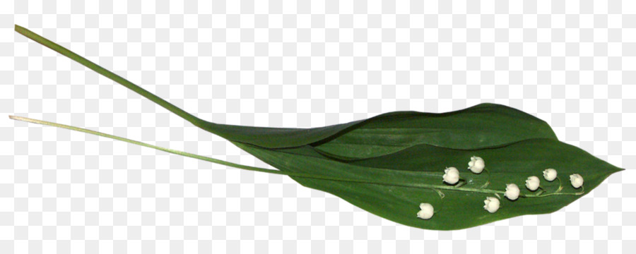 Hojas Verdes，Planta PNG