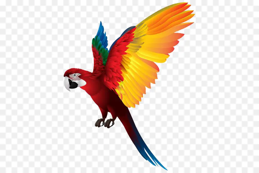 Parrot，Pájaro PNG