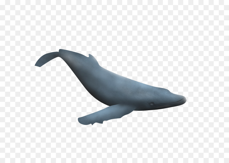 Ballena Azul，Océano PNG