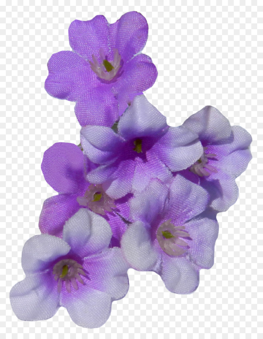 La Polilla De Las Orquídeas，Las Orquídeas PNG