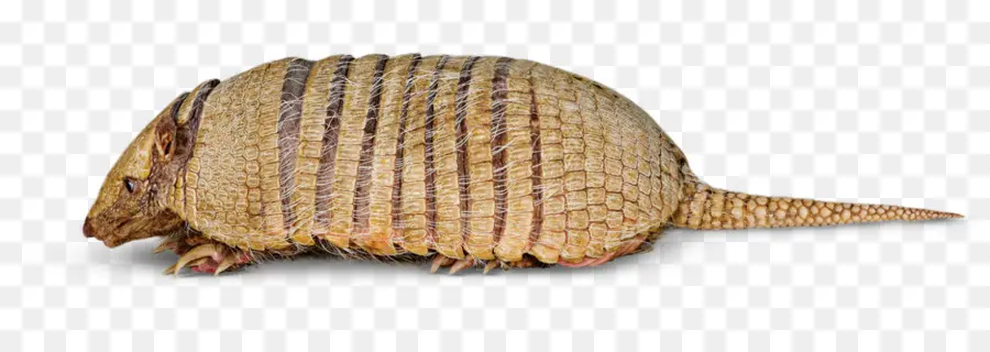 Armadillo，Sixbanded Armadillo PNG