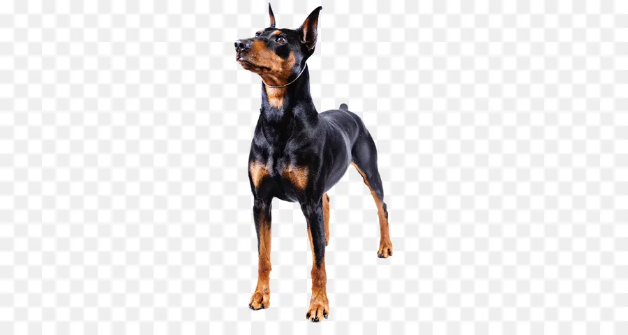 Dobermann，Miniatura PNG